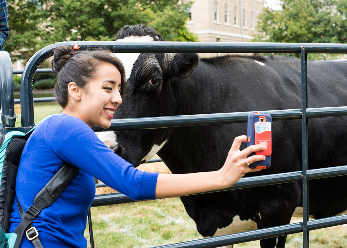cow selfie
